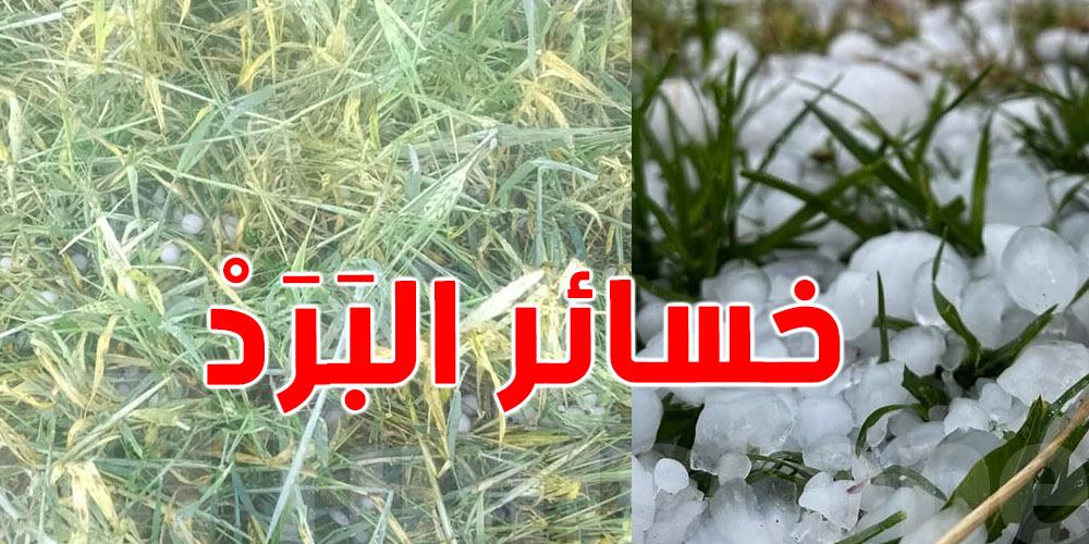 اتحاد الفلاحة بالكاف: موجة البَرَد الأخيرة تسببت في خسائر بـ 100% للفلاحين