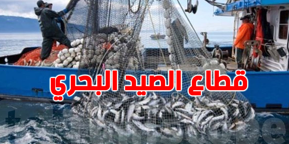 فائض الميزان التجاري لمنتوجات الصيد البحري يتقلّص خلال النصف الأوّل من 2025