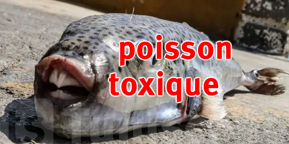 Attention, les poissons lapins représentent un risque pour la santé