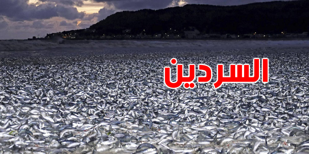 عاجل-المهدية: حجز 2.5 طن سردين مملح وحلوى فيها مواد خطيرة مسرطنة