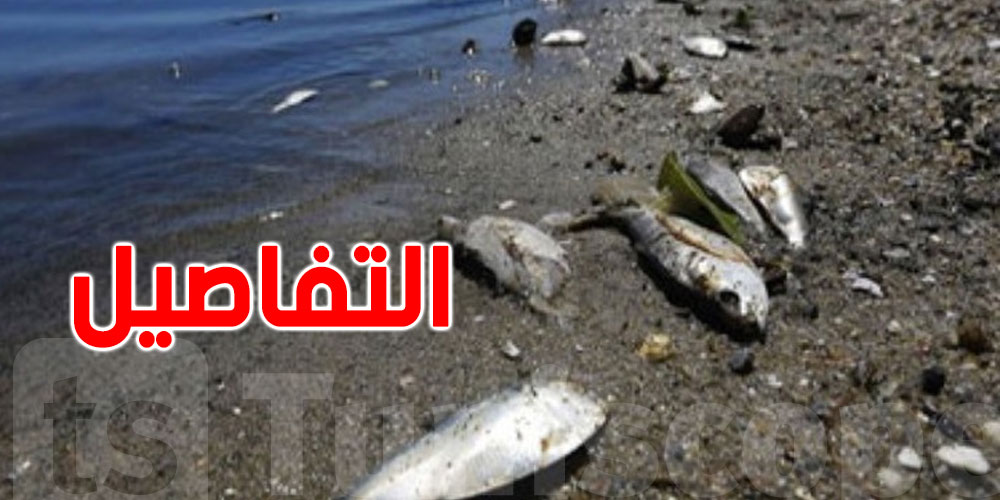 طحالب قاتلة تهدّد الحياة البحرية في المنستير... والسلطات تُطلق الإنذار الصحي