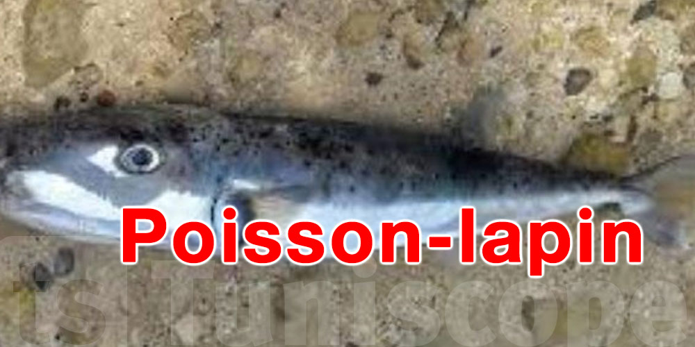 Poisson-lapin en Méditerranée : un danger qui s’intensifie