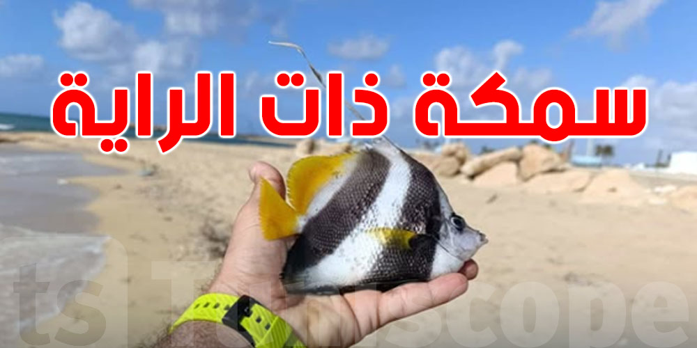 عاجل: اكتشاف سمكة ''ذات الراية'' في ليبيا يثير القلق … هل تصل تونس بعد؟