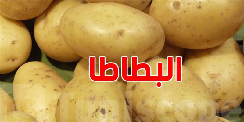 انخفاض أسعار البطاطا في نابل بفعل وفرة الإنتاج والتوريد