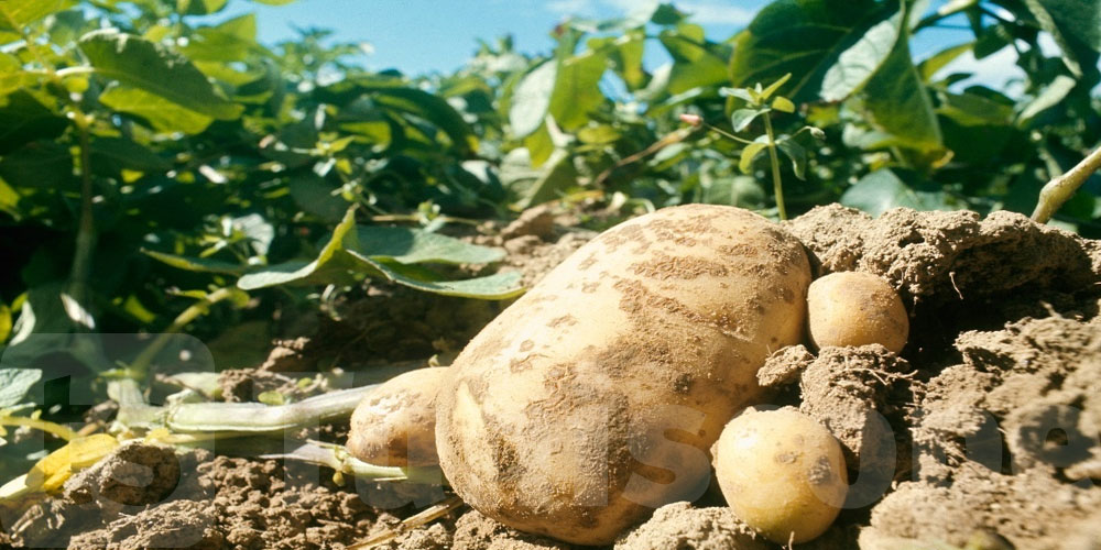 Le ministère de l'Agriculture appelle les producteurs de pommes de terre et de tomates à traiter leurs champs pour prévenir la maladie du mildiou