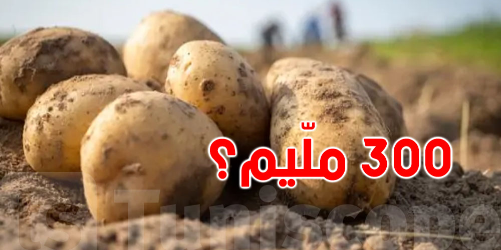 تونس: مخاوف من نزول سعر البطاطا إلى 300 مليمٍ! تونس: مخاوف من نزول سعر البطاطا إلى 300 مليمٍ!