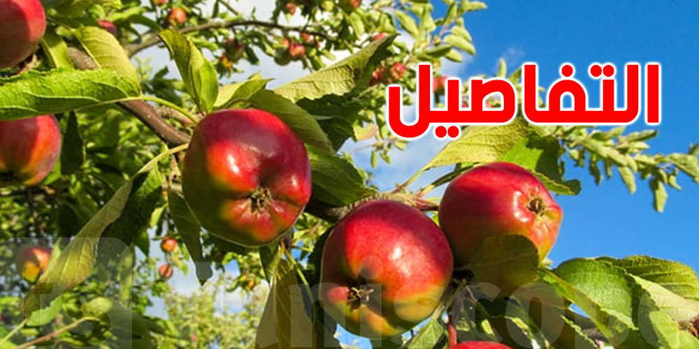 صابة التفاح هذا العام أقّل من المتوسّط: الجفاف والأمراض أبرز الأسباب