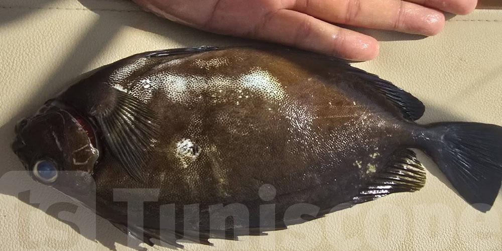 عاجل : موش حوتة عادية..''سمكة البطاطا'' في الهوارية ...شنوا حكايتها ؟