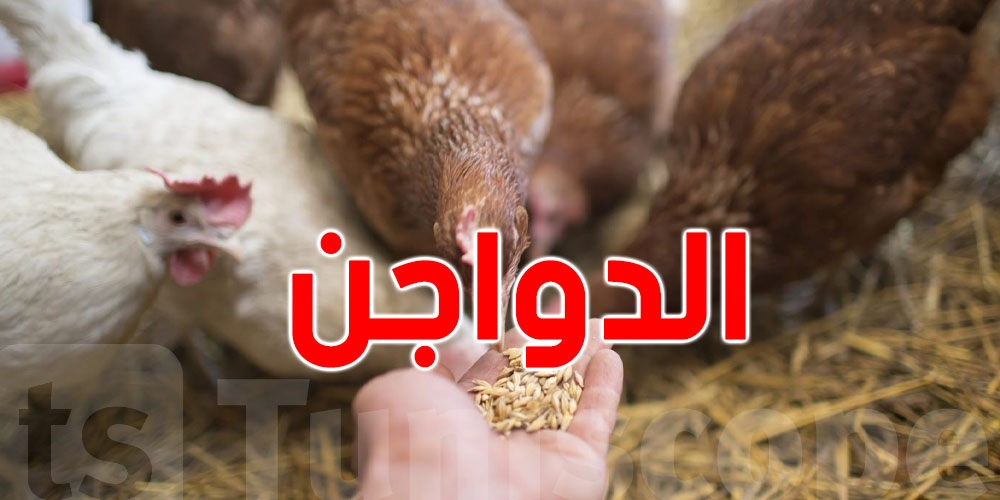 منوبة تطلق ''الكبيدة'': شركة جهوية متخصصة في تربية وذبح وتوزيع الدواجن