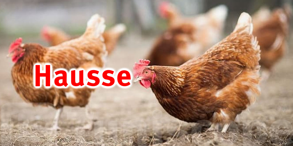 Evolution du prix du poulet de chair vif en un an