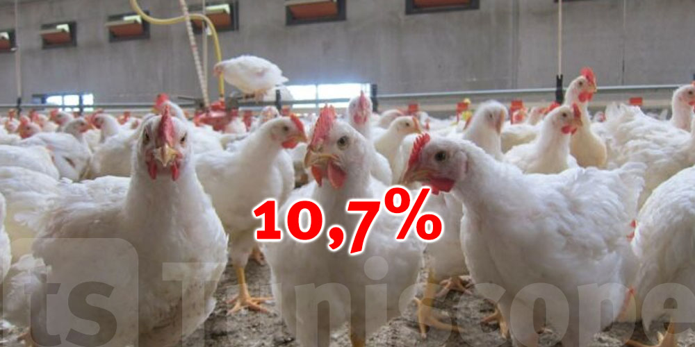 Augmentation de 10,7% de la production de poulet de chair
