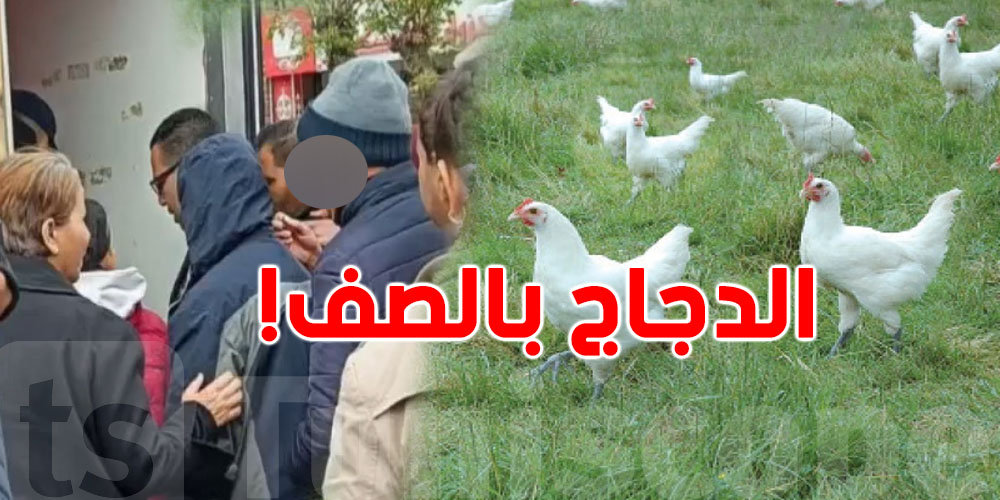 علاش الدجاج مفقود والنّاس بالصف عليه؟