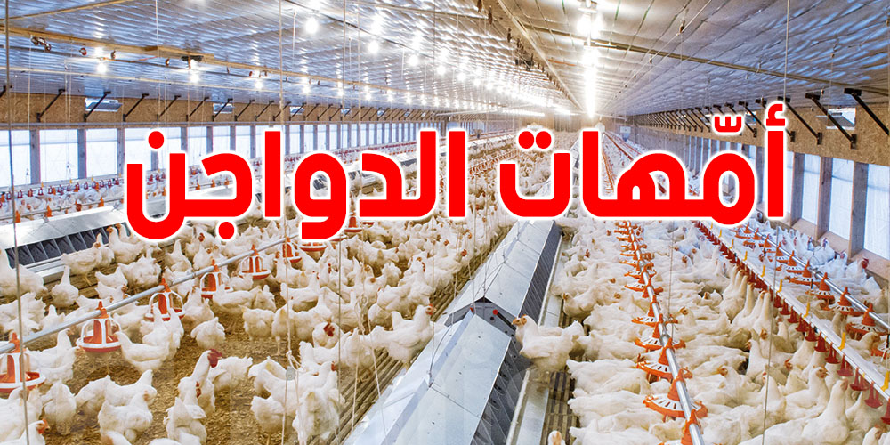 أمهات الدجاج باش تولّي تونسيّة...شنيا الحكاية؟