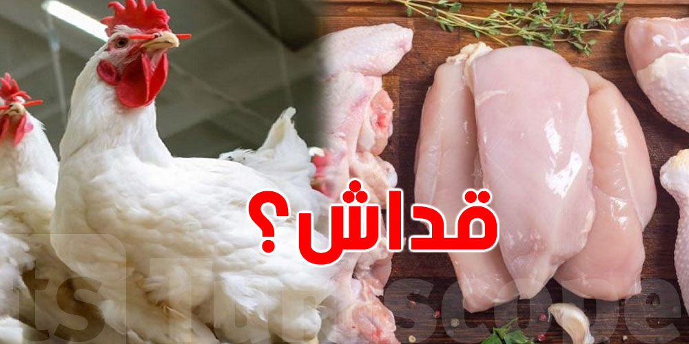 قداش سوم الدجاج الحي ولحم الدجاج؟