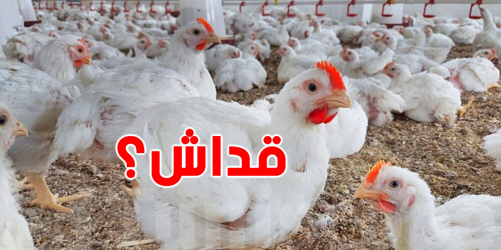 سوم الدجاج الحي...قداش؟