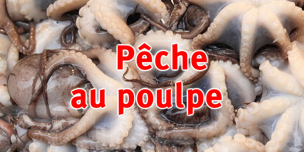 Prolongation de l’interdiction de la pêche au poulpe jusqu’au 15 novembre 2025