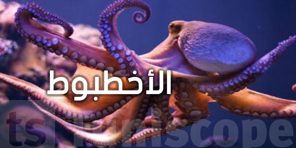 كيفاش تتصرف إذا شدك ''الأخطبوط'' وانت في البحر؟ نصائح مهمة