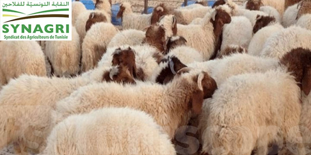 Tunisie – Aïd 2025 : le Synagri casse le prix officiel du mouton