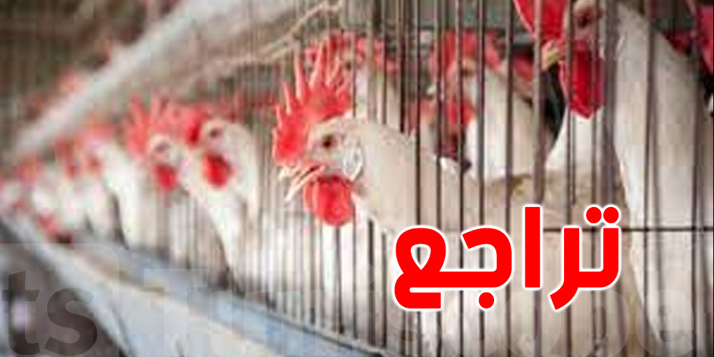 تونس : تراجع إنتاج دجاج اللحم  خلال فيفري الماضي