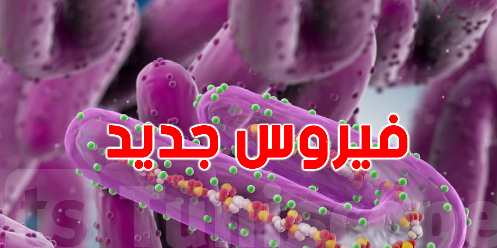 فيروس من'' الخفافيش'' يظهر في إثيوبيا: يقلق الصحة العالمية ...شنوا حكايتو ؟ 