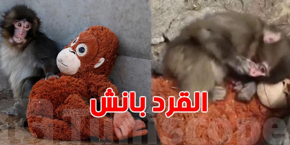 قصة ''بانش''… قرد صغير يهزّ مواقع التواصل بدميته الي وفات مالسوق