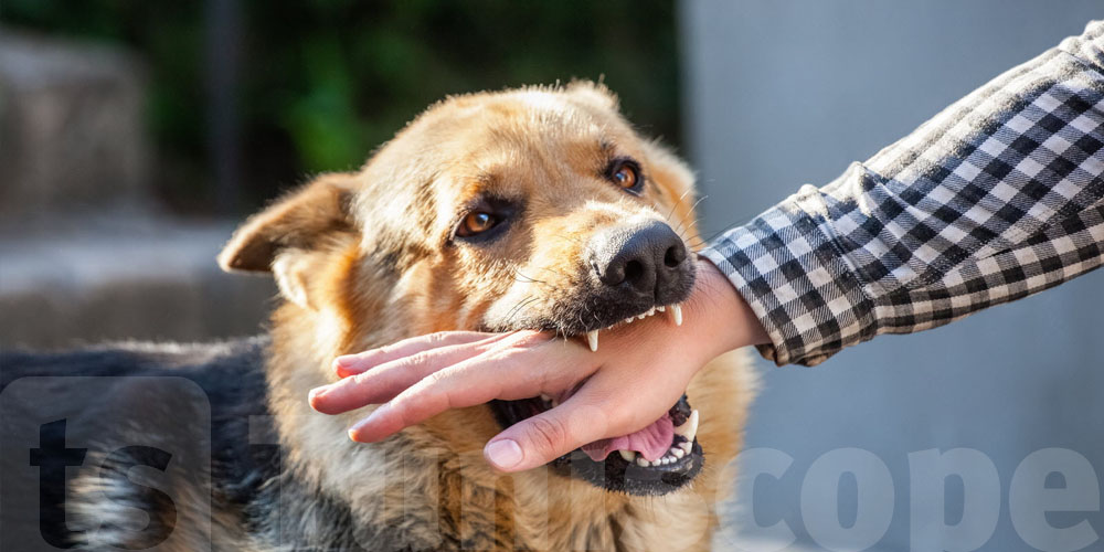 Rage en Tunisie : Un homme victime d'une morsure de chien 