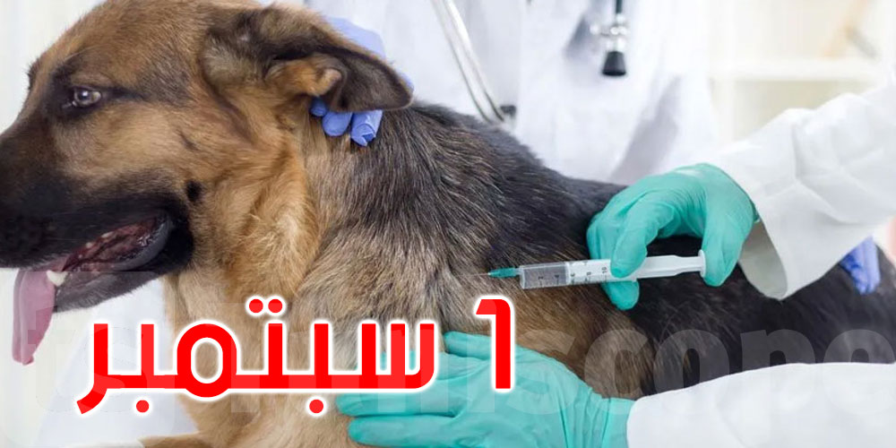 عاجل: وزارة الصحة تطلق حملة وطنية لمكافحة داء الكلب.. والبداية من المناطق الساخنة