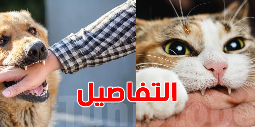 عضة كلب ولا قطوس؟ هذا الفرق الخطير اللي لازم تعرفو قبل فوات الأوان