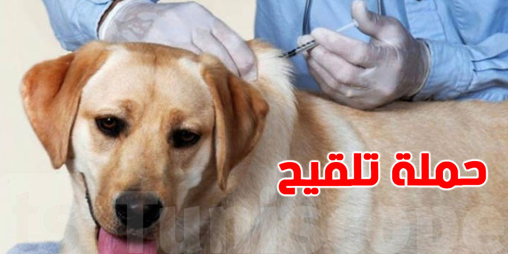 المرسى: حملة مجانية لتلقيح القطط والكلاب بهذا الموعد 
