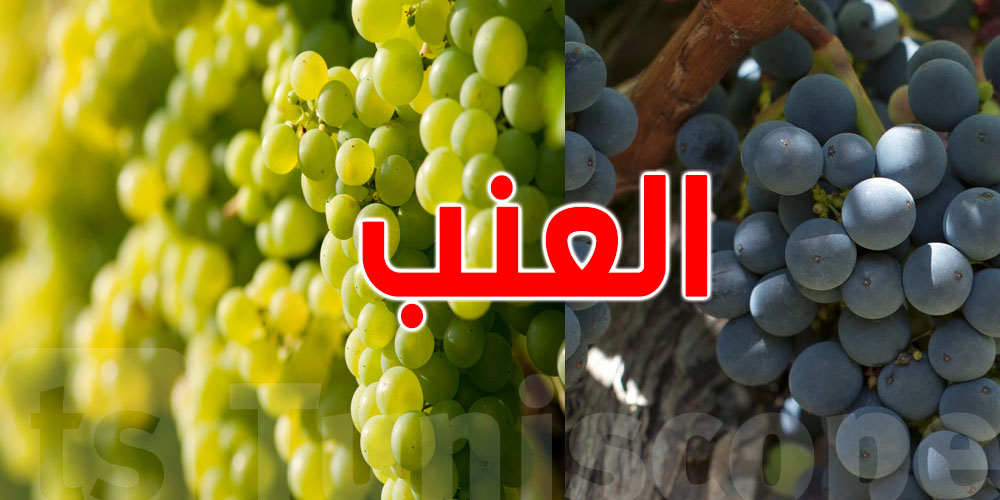 خبر يفرّح عشاق النوم: استغلوا موسم العنب ارقدوا خير...هاو كيفاش؟!