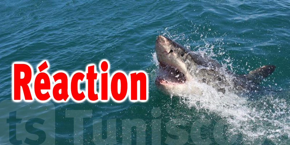 Alerte requin : Mesures immédiates prises après une attaque mortelle en Egypte