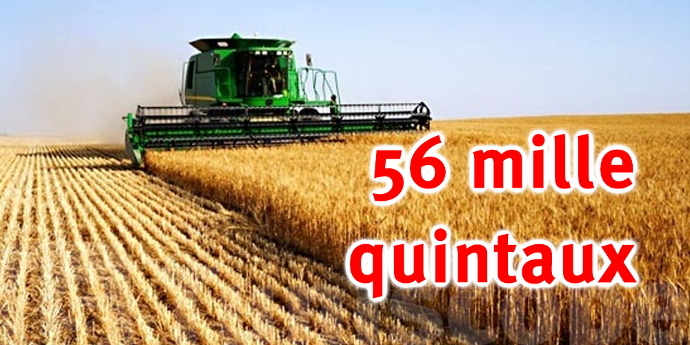 Kef : 56 mille quintaux de céréales collectés depuis le démarrage de la saison des moissons