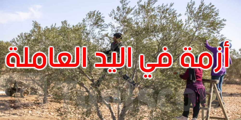 اتحاد الفلاحة: قطاع جني الزيتون يواجه أزمة حقيقية في اليد العاملة
