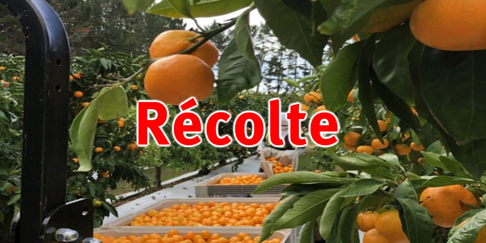 Nabeul : Récoltes d'oranges en hausse de 60% cette saison