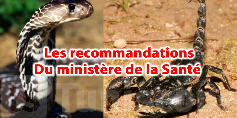 Scorpions et serpents : les gestes qui sauvent cet été