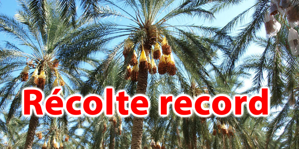 Chiffre record : la Tunisie récolte 360 000 Tonnes de dattes cette année