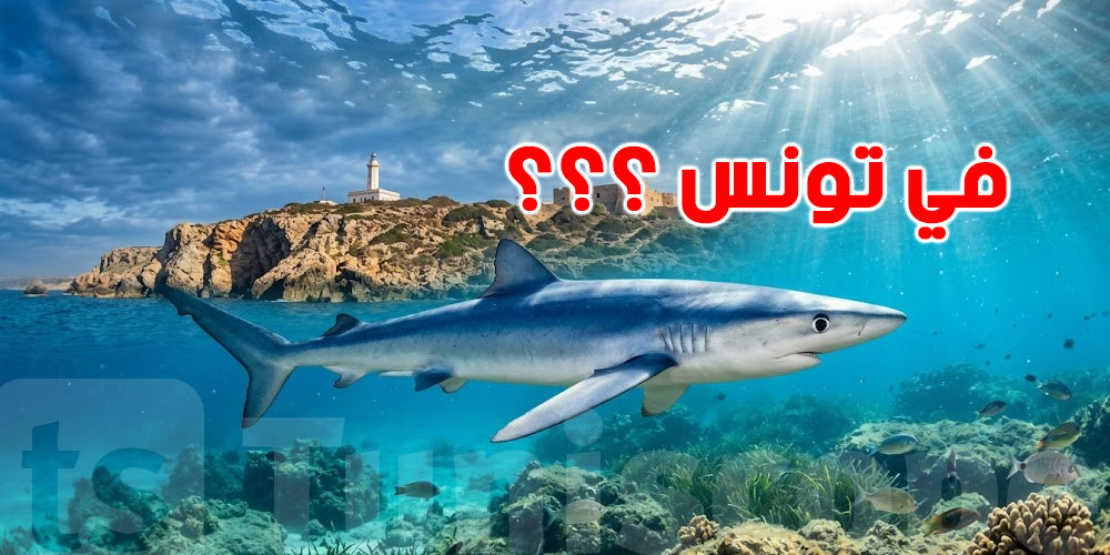 عاجل: شنّوة حقيقة  تسجيل بعض المشاهدات لسمك القرش الأزرق قرب سواحل تونس؟