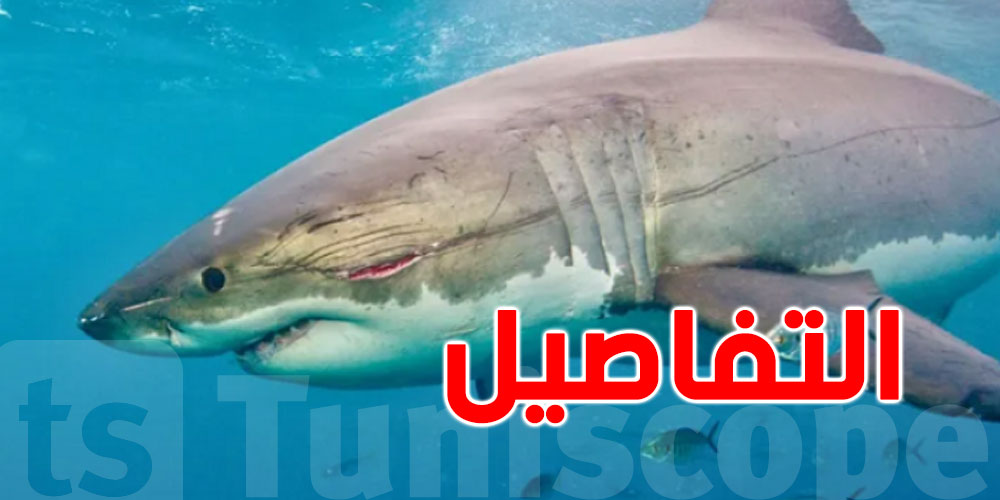 تقرير حول أسماك القرش يدق ناقوس خطر !