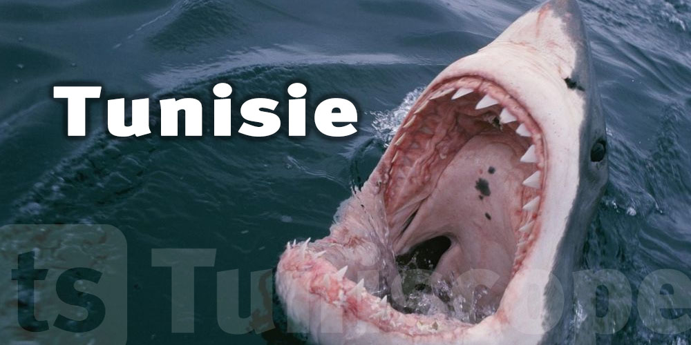 Un requin blanc en Méditerranée au large de la Tunisie : simple rencontre ou signal d’alarme ?