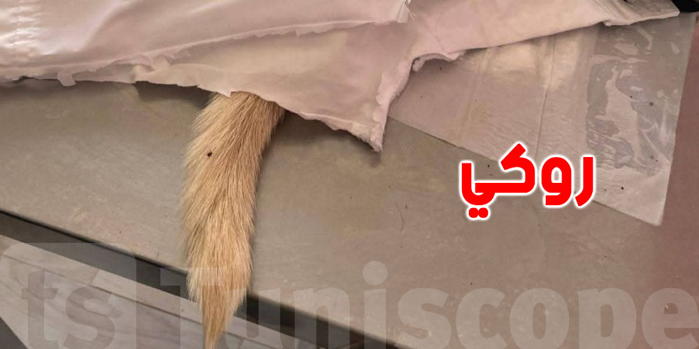 كلب ''روكي'' يفارق الحياة بعد اعتداء همجي في زاوية سوسة، والنيابة تبدأ تحقيق