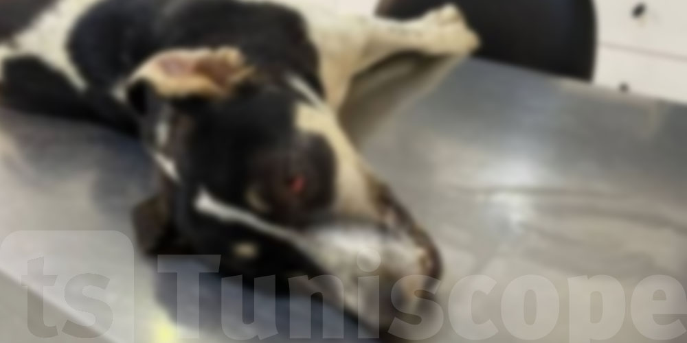 Jugement historique… 3 mois de prison pour le tueur du chien à Sousse