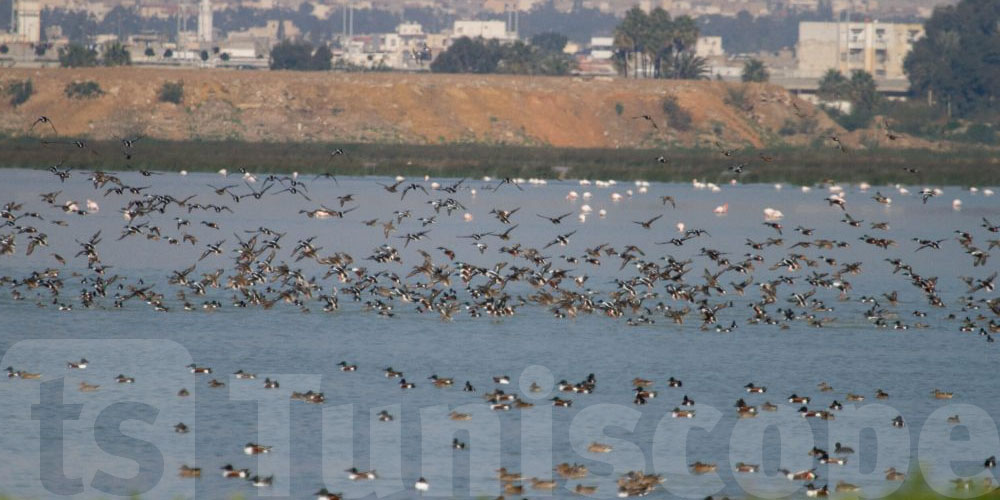 Bonne nouvelle pour les habitants : la municipalité de Tunis lance une campagne de lutte contre les moustiques à la Sebkha Séjoumi