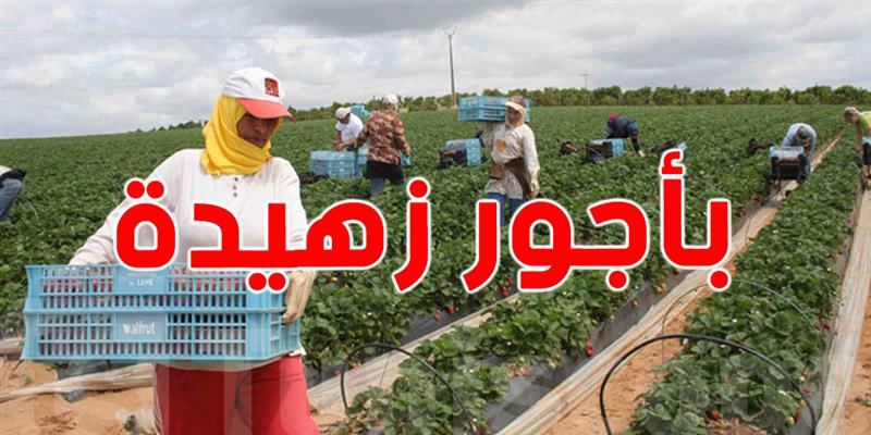 أجور لا تتجاوز 20 دينارًا: واقع العملات الفلاحيات في تونس