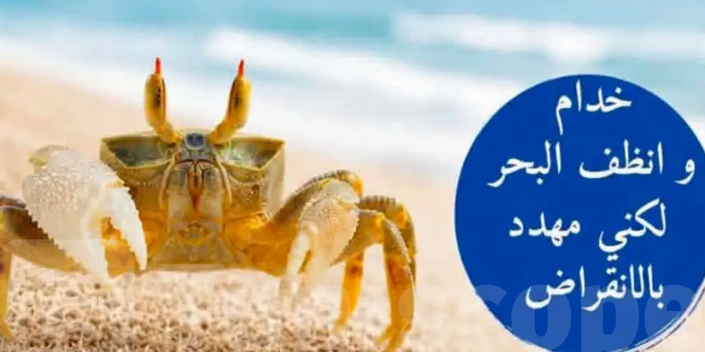كان شفتوا في البحر متتفجعش..هذه حكاية ''السلطعون الشبح '' 