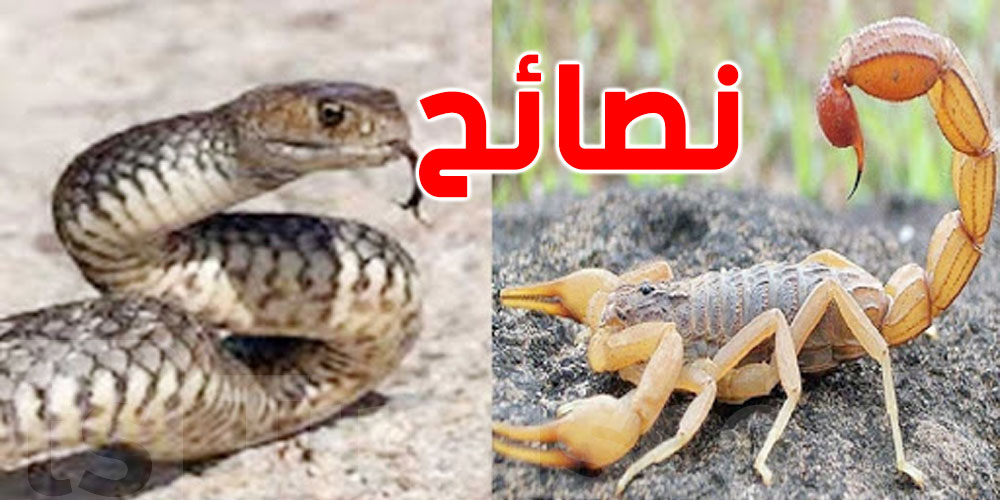 كيف تتصرف إذا ''لسعتك عقرب والا عضّتك أفعى''