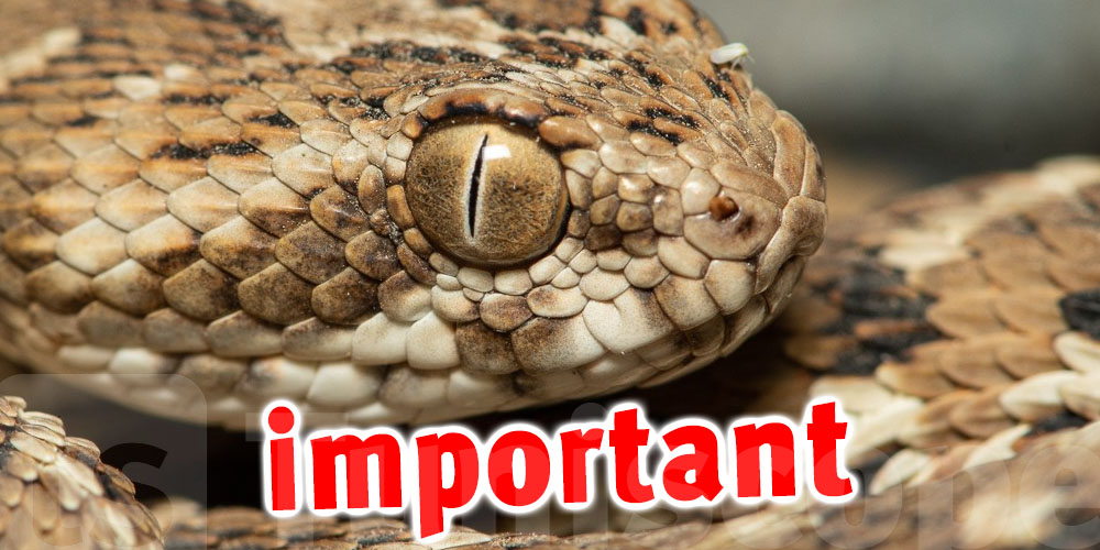 Serpents en Tunisie : pourquoi sont-ils de plus en plus proches des habitants ?