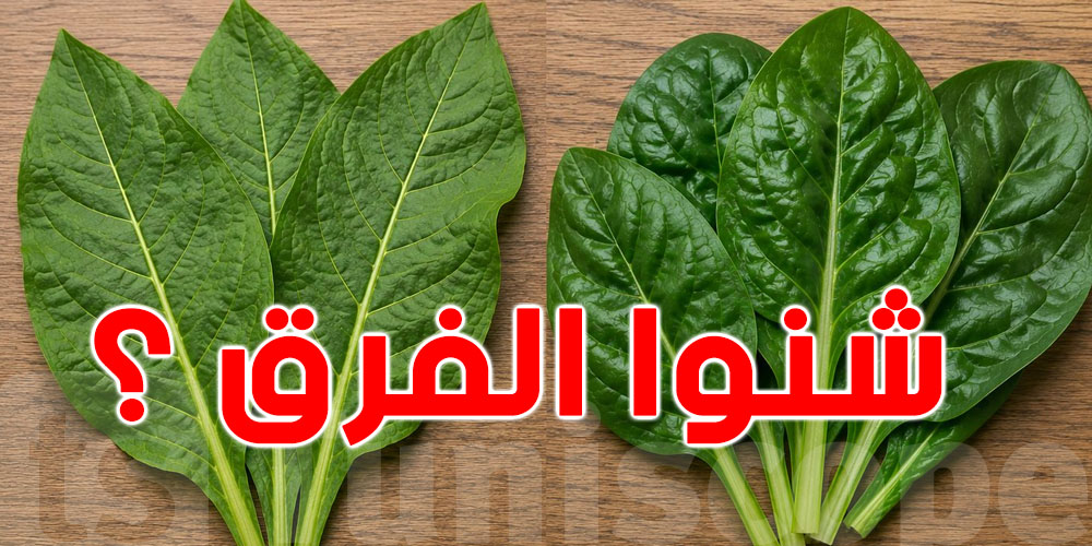 كيفاش تفرّق بين ورق السلق وورق الأنابازين قبل ما يضرّك؟