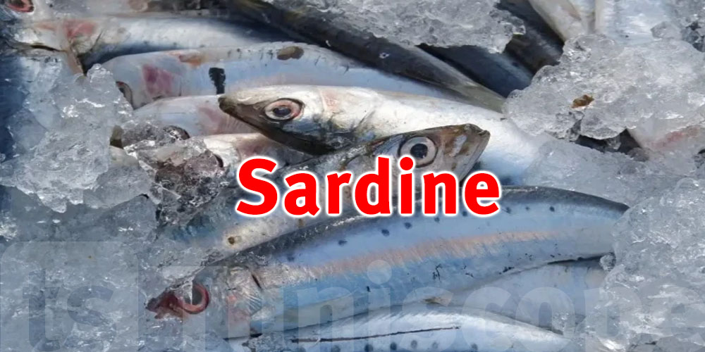 L'Algérie importe de la sardine de la Tunisie