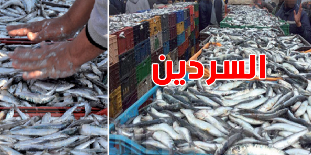 السردين: الحوت الصغير اللي فيه فايدة كبيرة...شنوة منفعتو وقدّاش يلزمك تاكل منّو في الجمعة