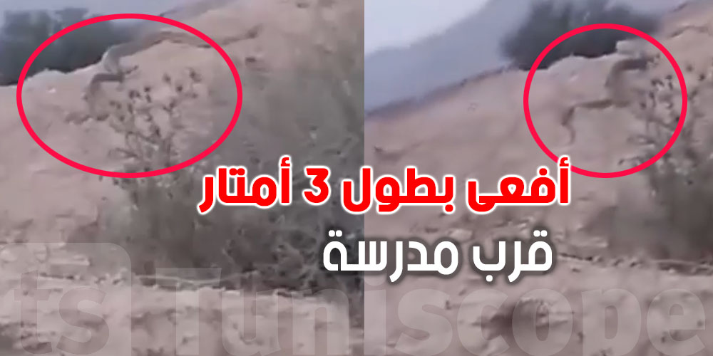 الحقيقة الكاملة-رعب في سيدي بوزيد: أفعى ضخمة قرب مدرسة ابتدائية